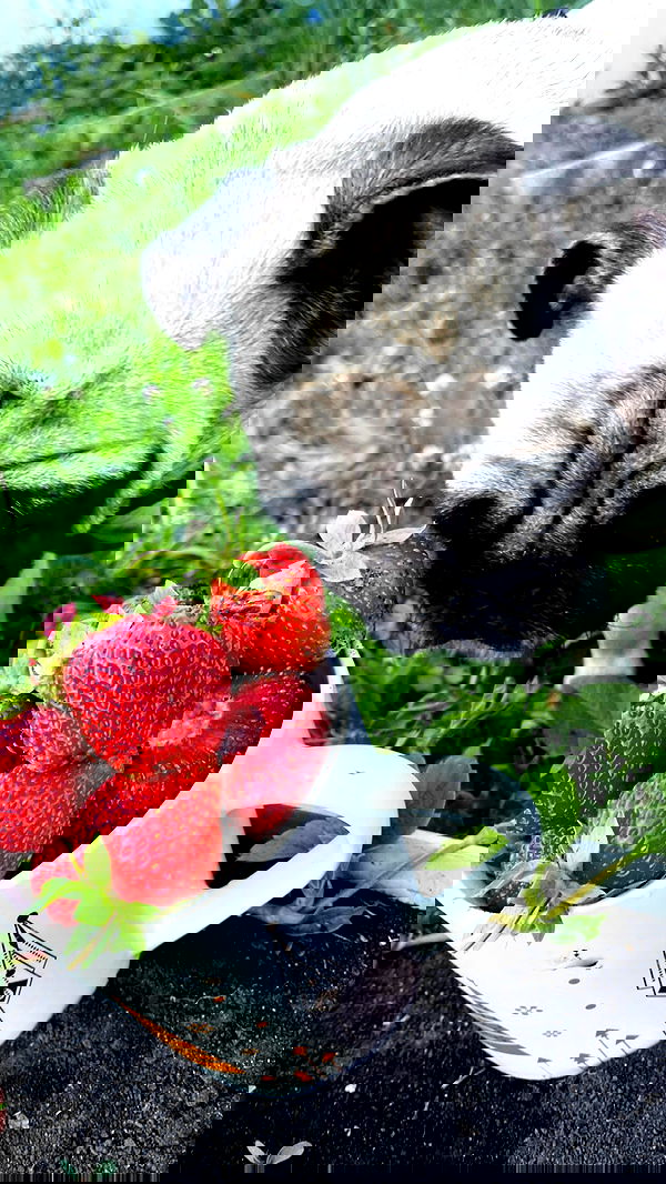 nyityam nyityam archive image