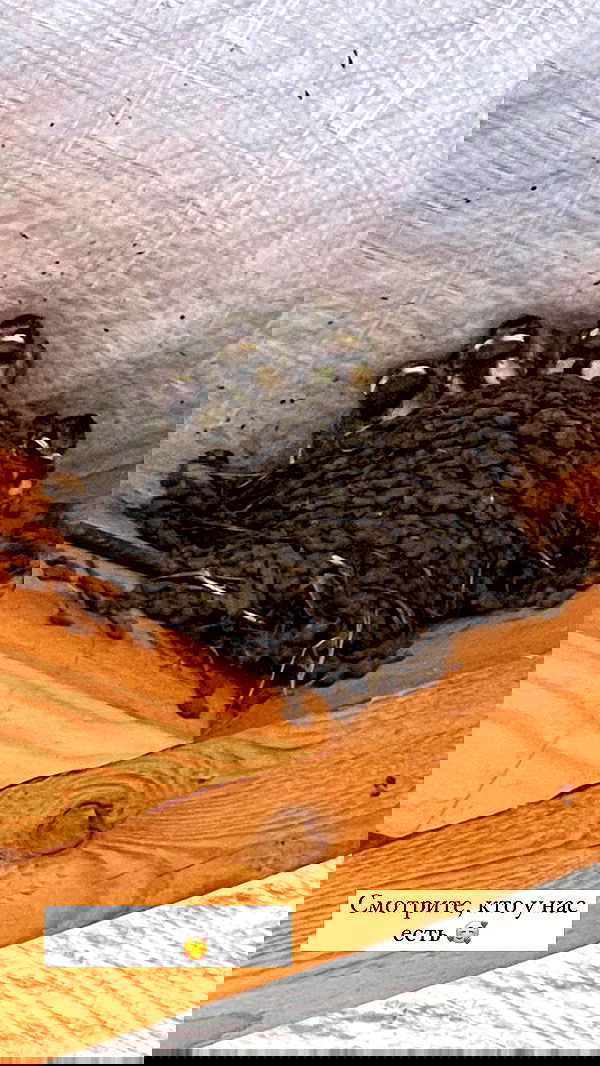 nyityam nyityam archive image