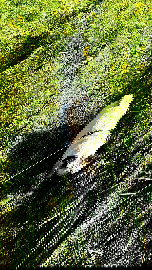 nyityam nyityam archive image