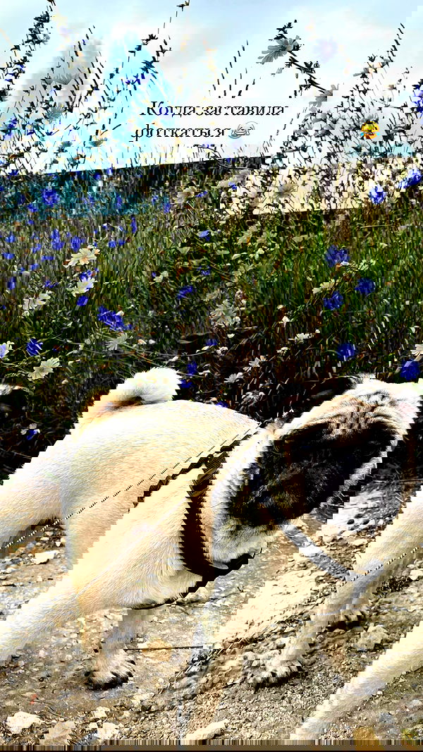 nyityam nyityam archive image