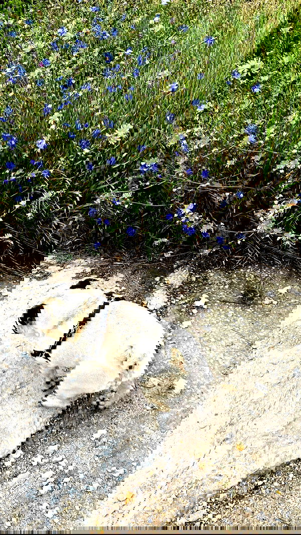 nyityam nyityam archive image