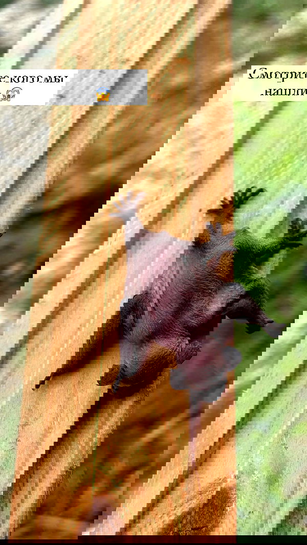 nyityam nyityam archive image