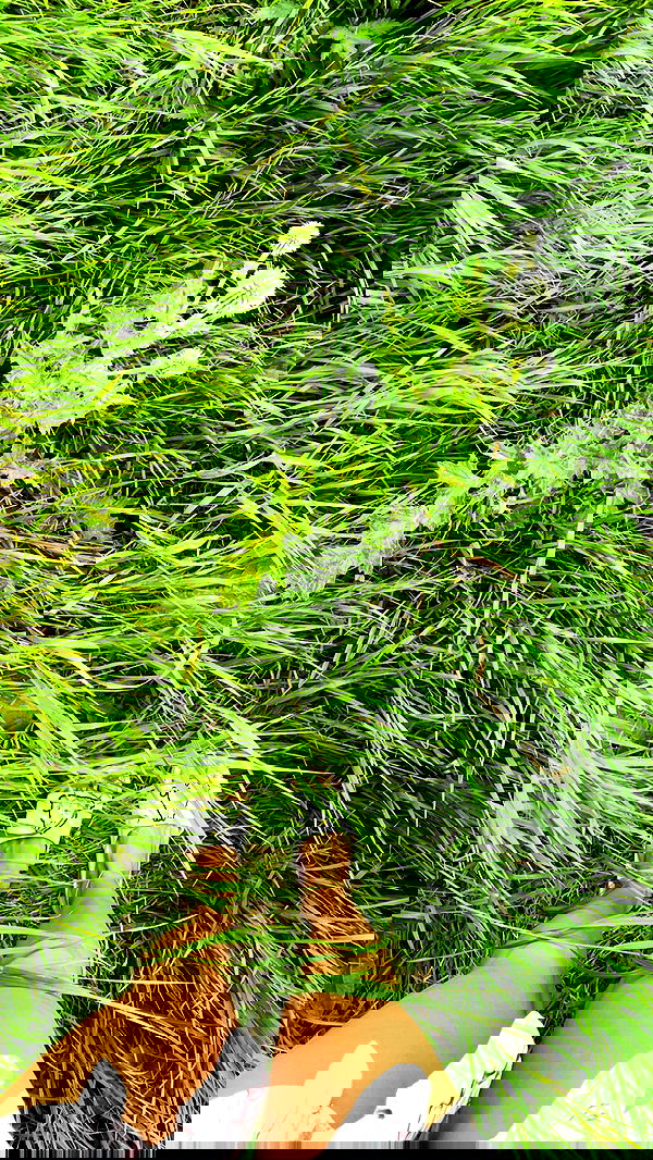 nyityam nyityam archive image