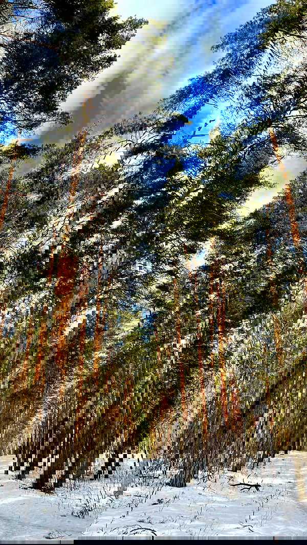 nyityam nyityam archive image