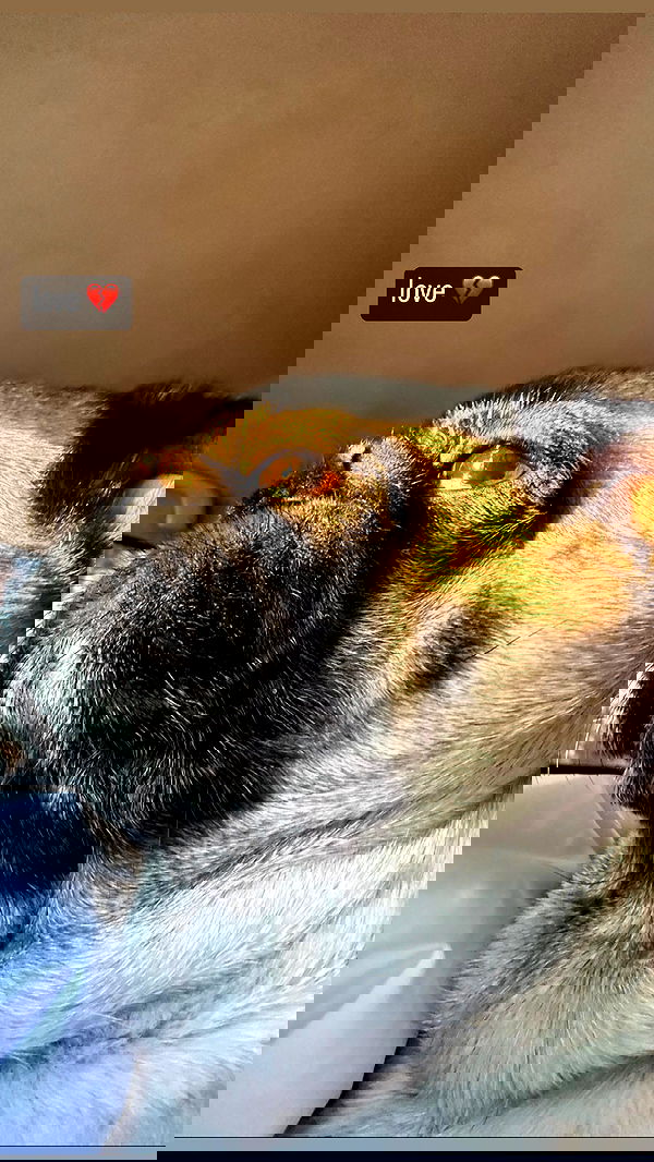 nyityam nyityam archive image