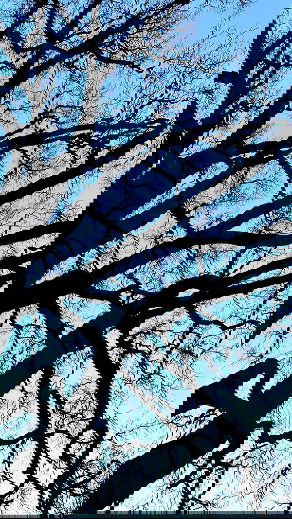 nyityam nyityam archive image