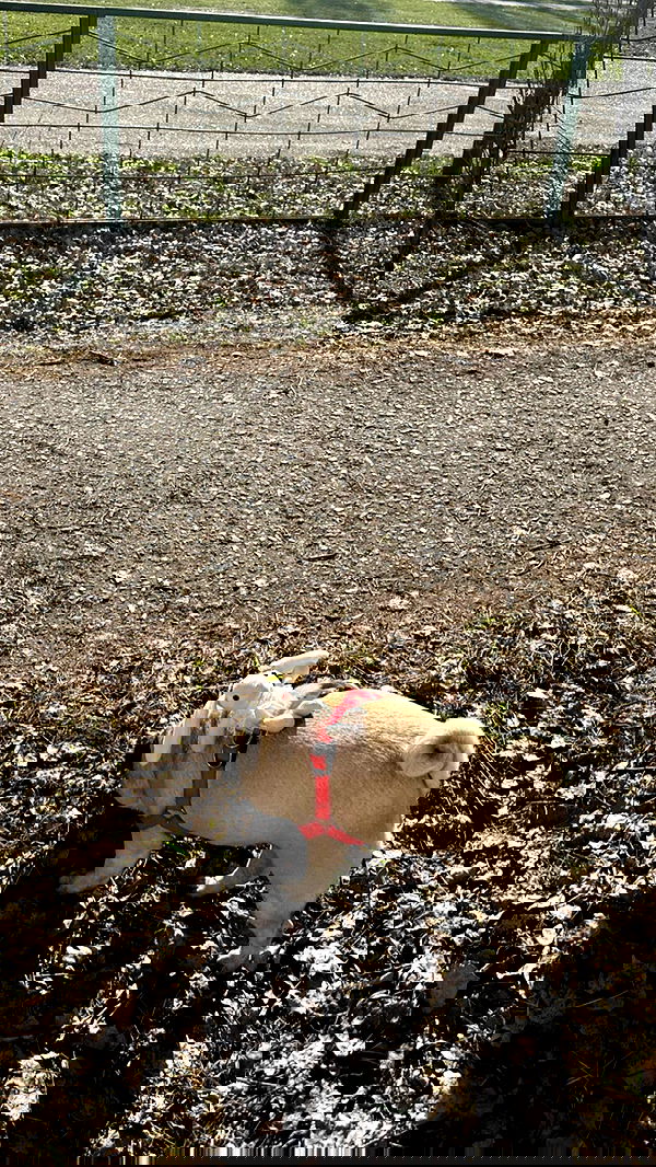 nyityam nyityam archive image