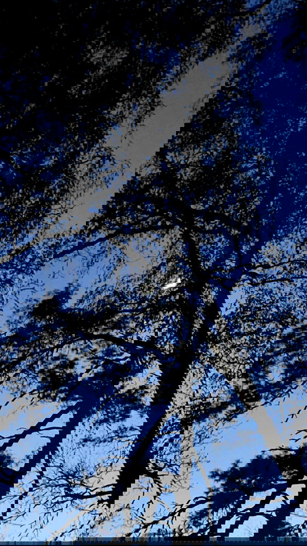 nyityam nyityam archive image