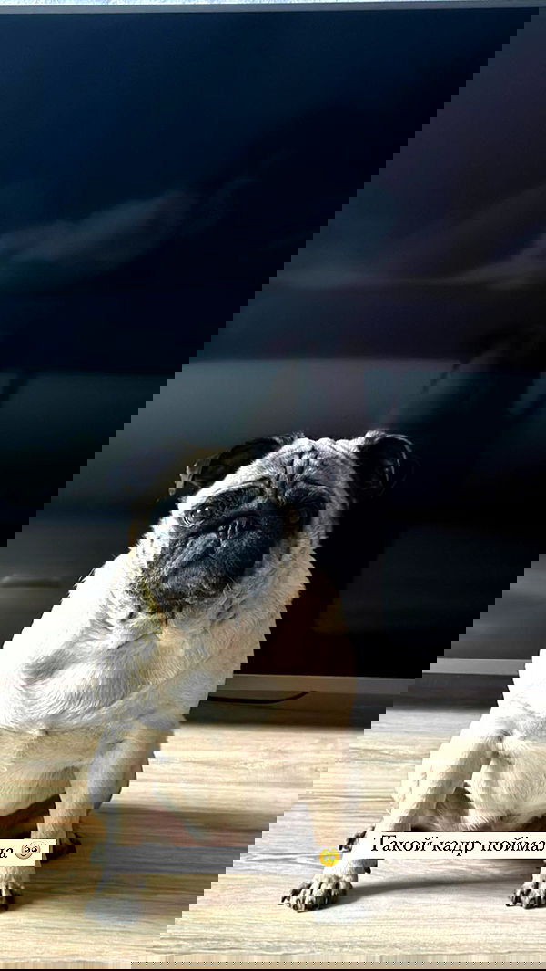 nyityam nyityam archive image