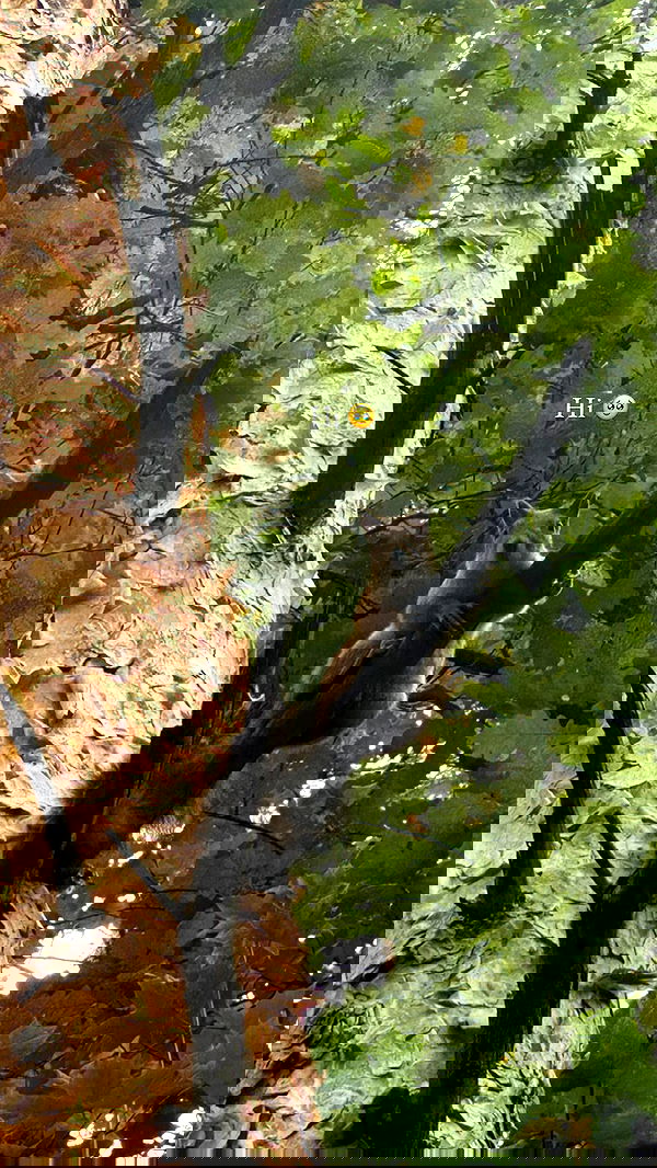 nyityam nyityam archive image