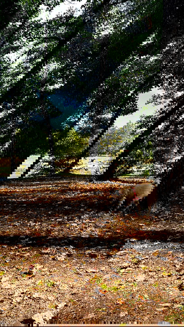 nyityam nyityam archive image