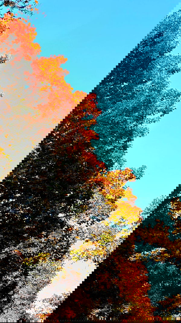 nyityam nyityam archive image