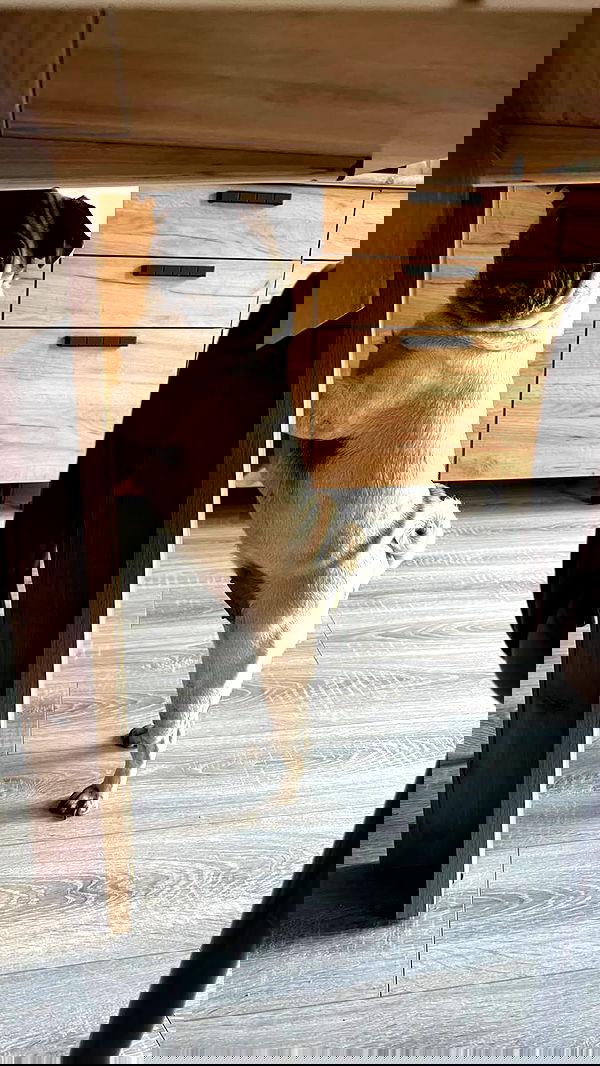 nyityam nyityam archive image