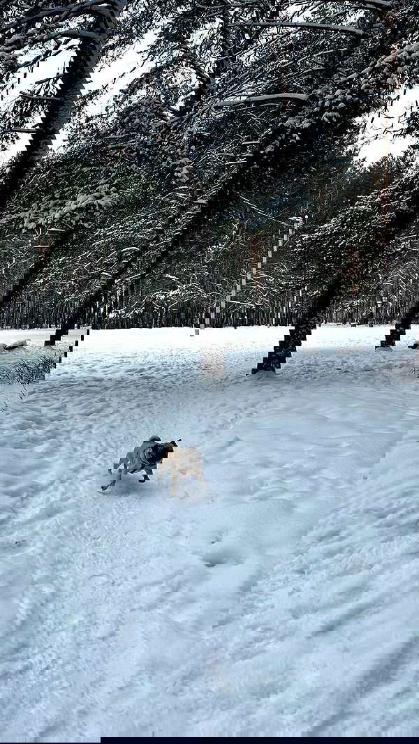 nyityam nyityam archive image