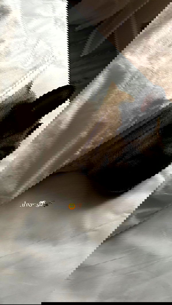 nyityam nyityam archive image