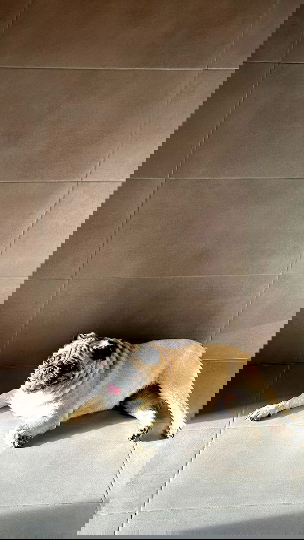 nyityam nyityam archive image