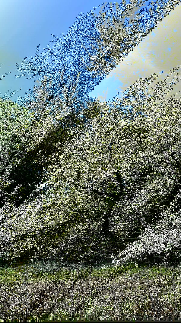 nyityam nyityam archive image