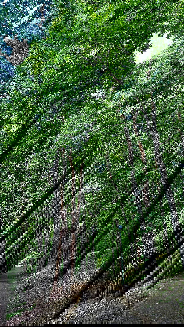 nyityam nyityam archive image