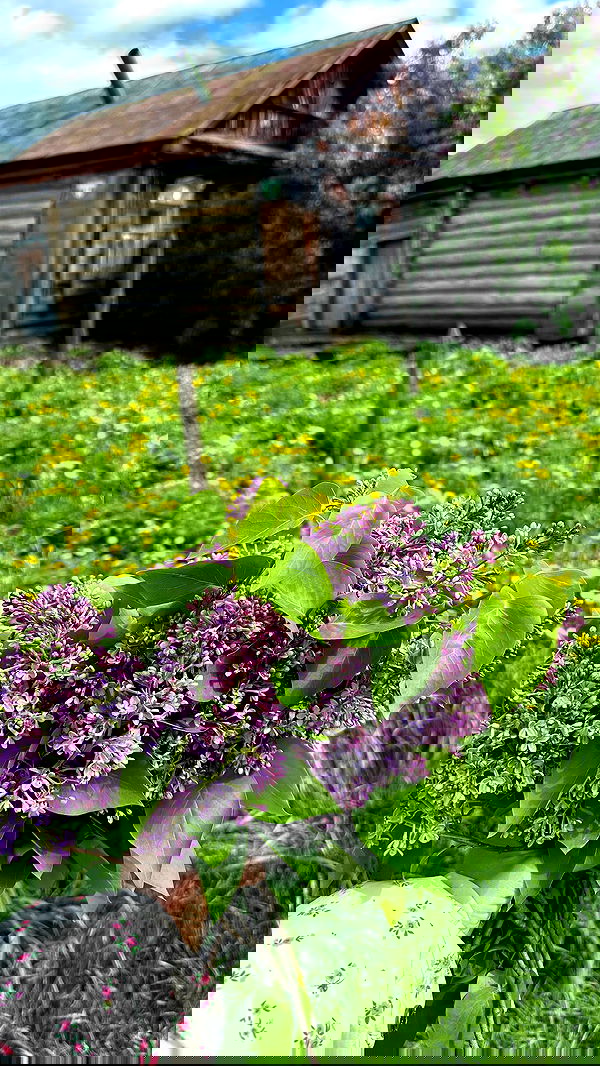 nyityam nyityam archive image