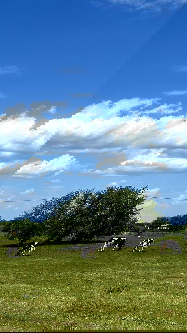 nyityam nyityam archive image