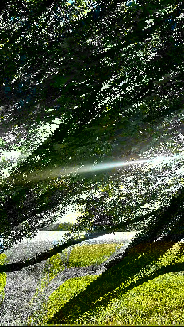 nyityam nyityam archive image