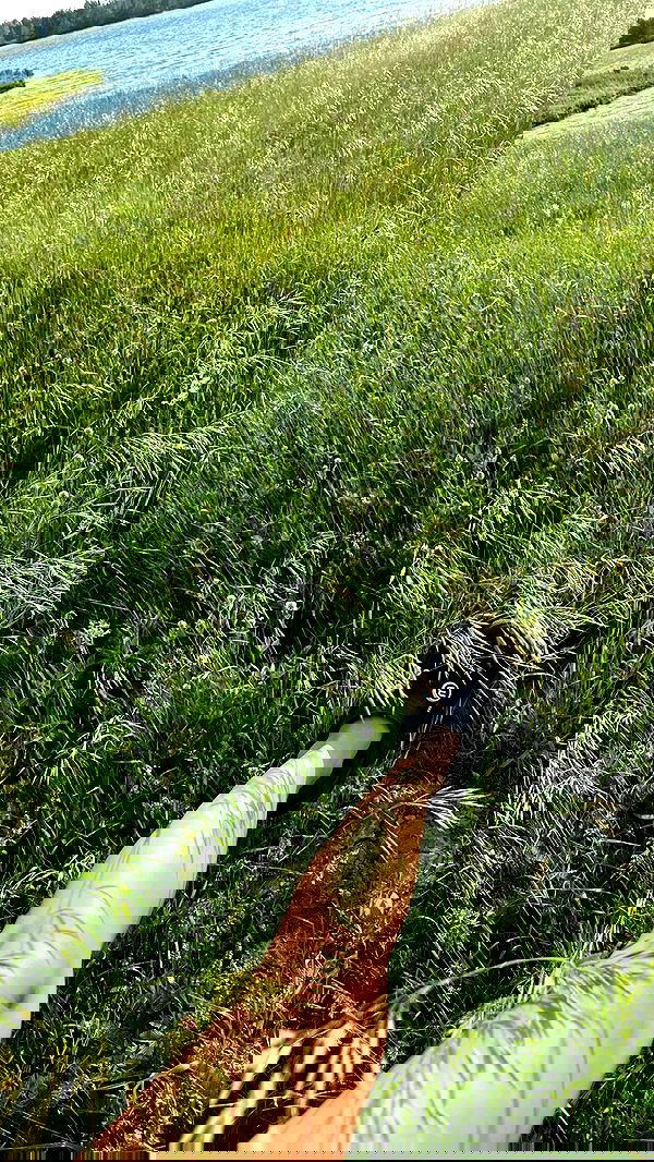 nyityam nyityam archive image