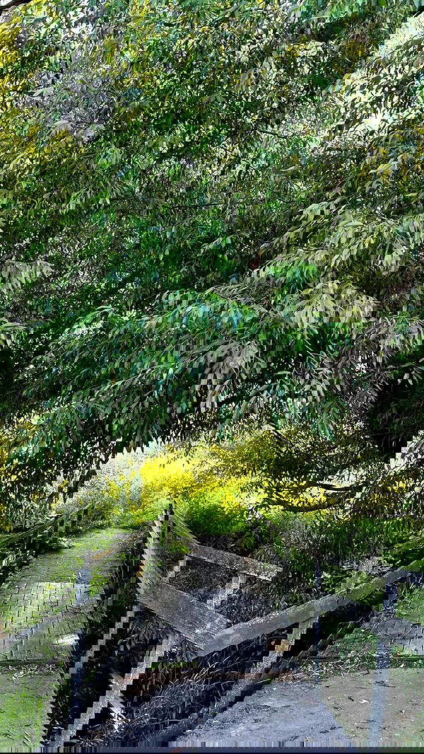 nyityam nyityam archive image