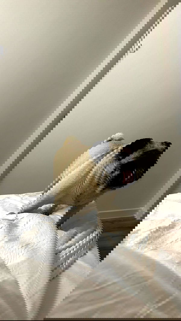 nyityam nyityam archive image