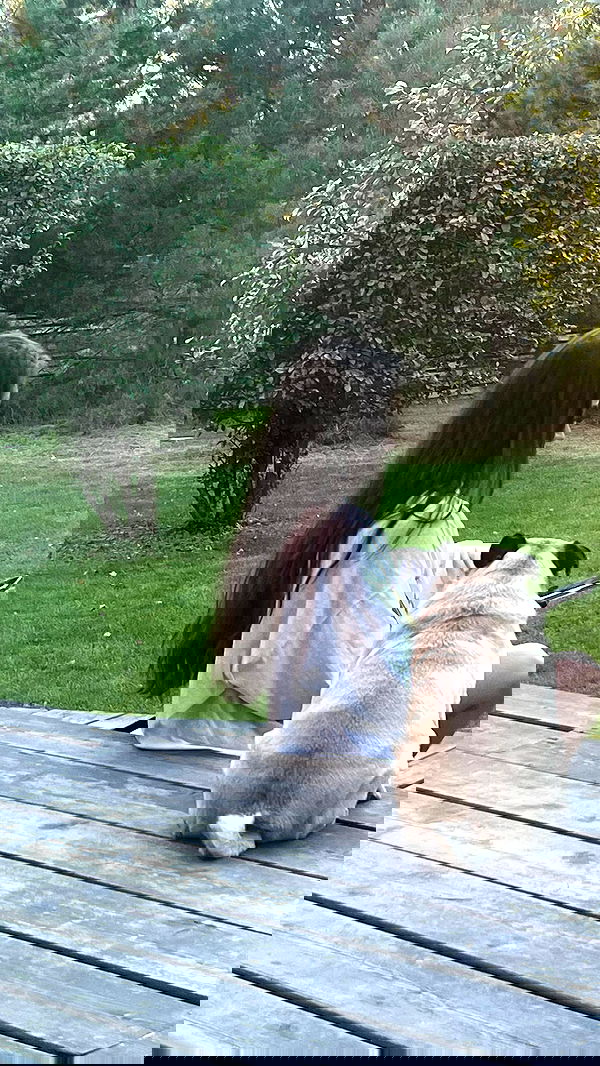 nyityam nyityam archive image