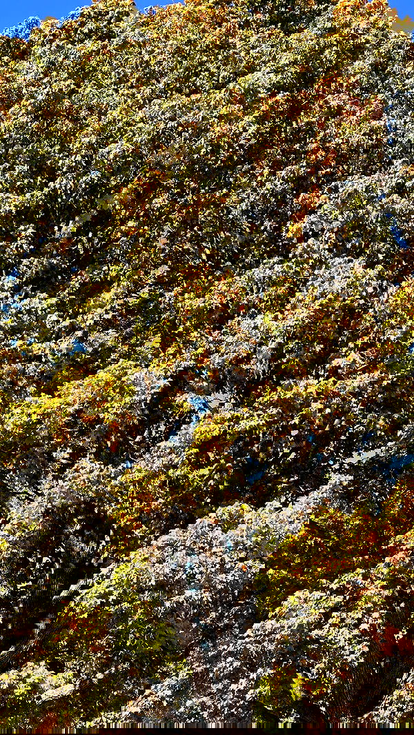 nyityam nyityam archive image