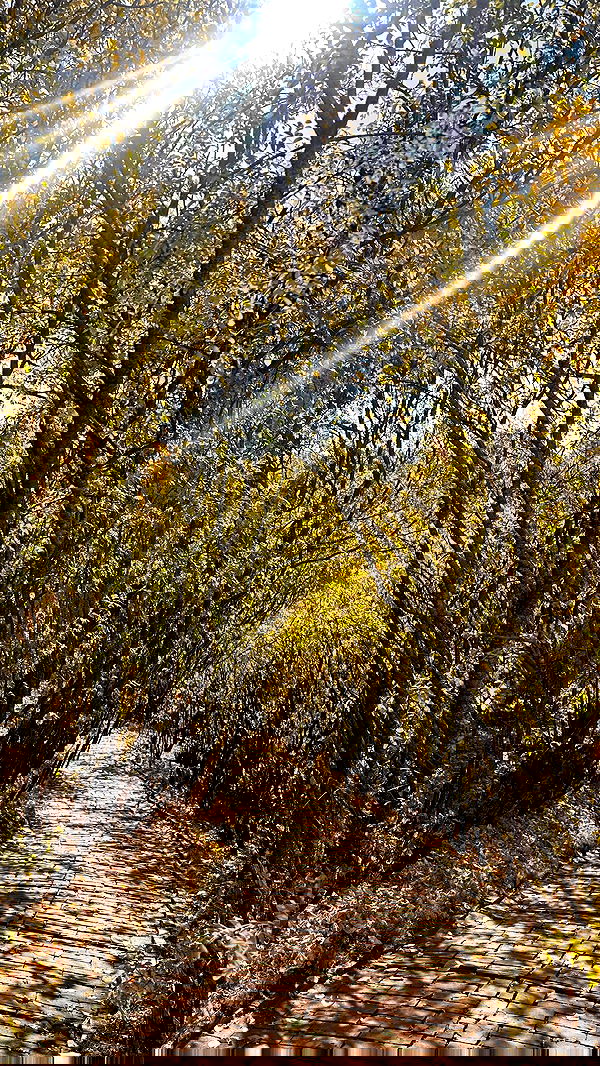 nyityam nyityam archive image