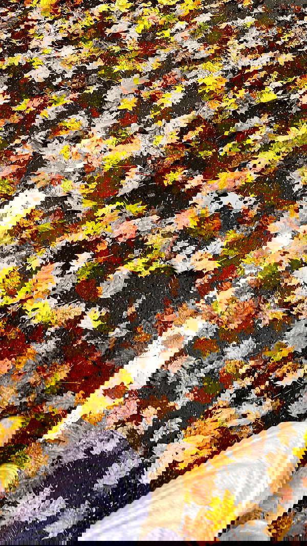 nyityam nyityam archive image