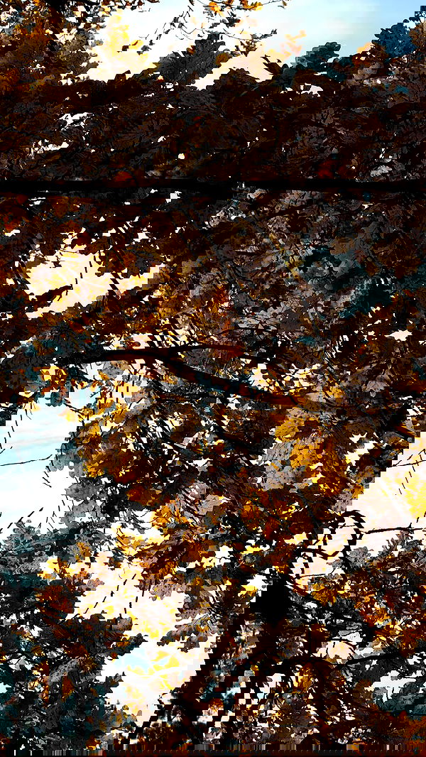 nyityam nyityam archive image