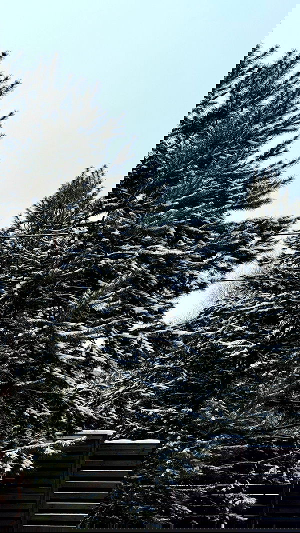 nyityam nyityam archive image