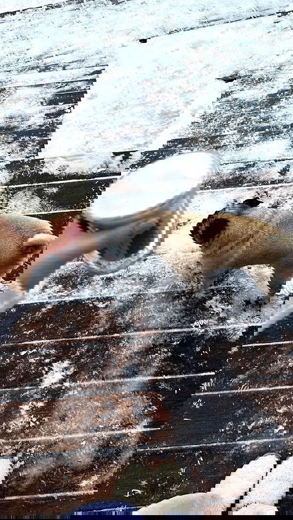 nyityam nyityam archive image