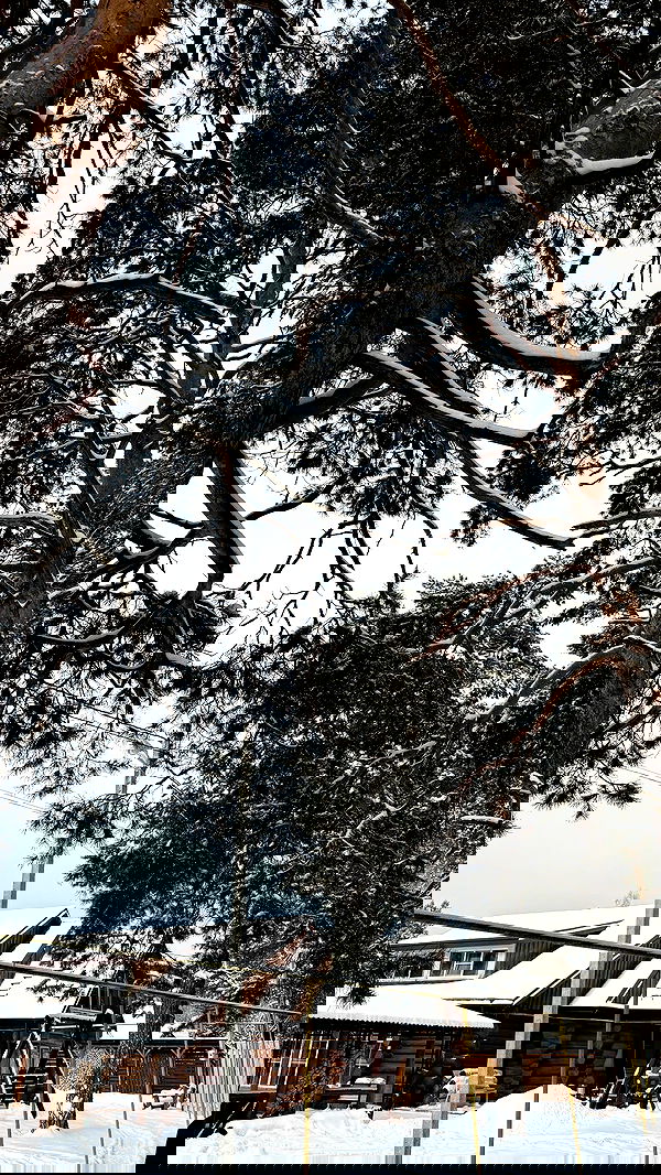 nyityam nyityam archive image