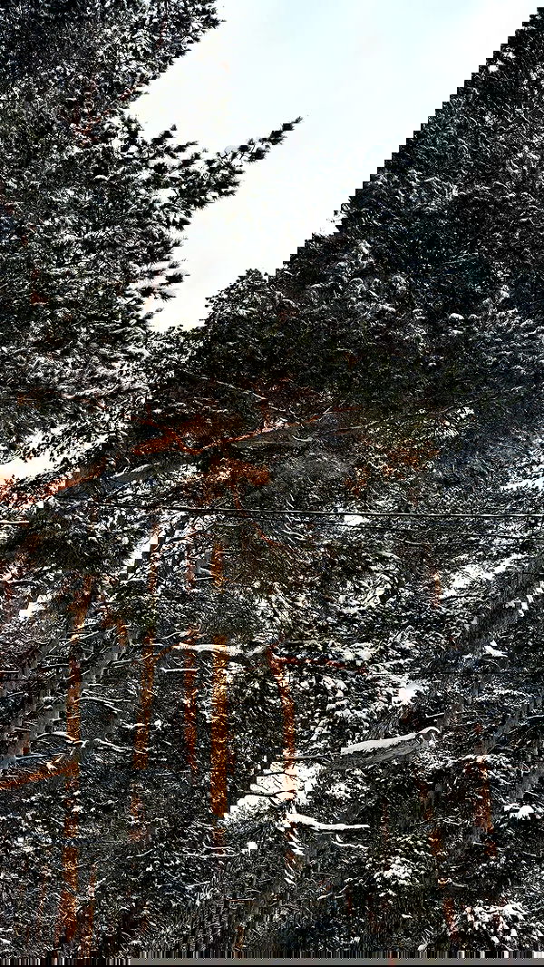 nyityam nyityam archive image