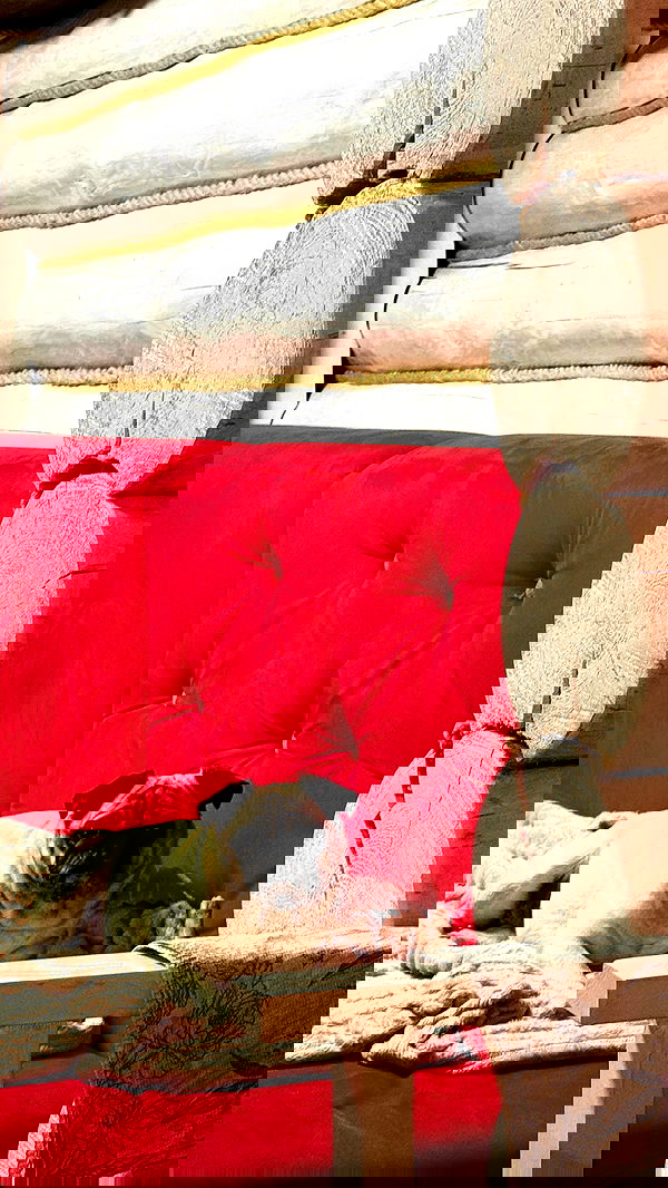 nyityam nyityam archive image