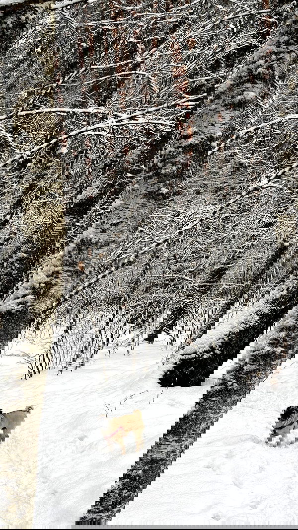 nyityam nyityam archive image