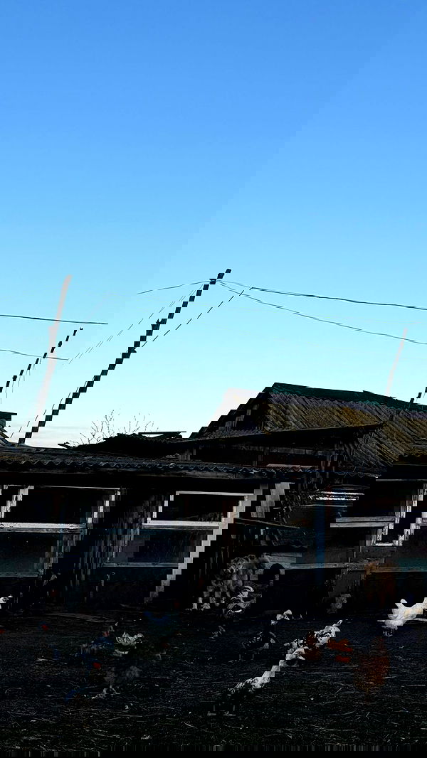 nyityam nyityam archive image