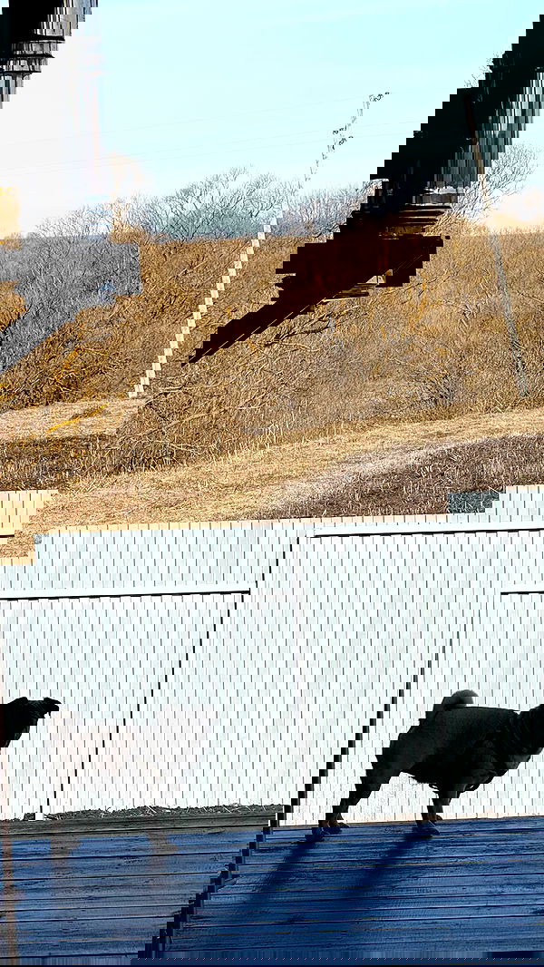 nyityam nyityam archive image