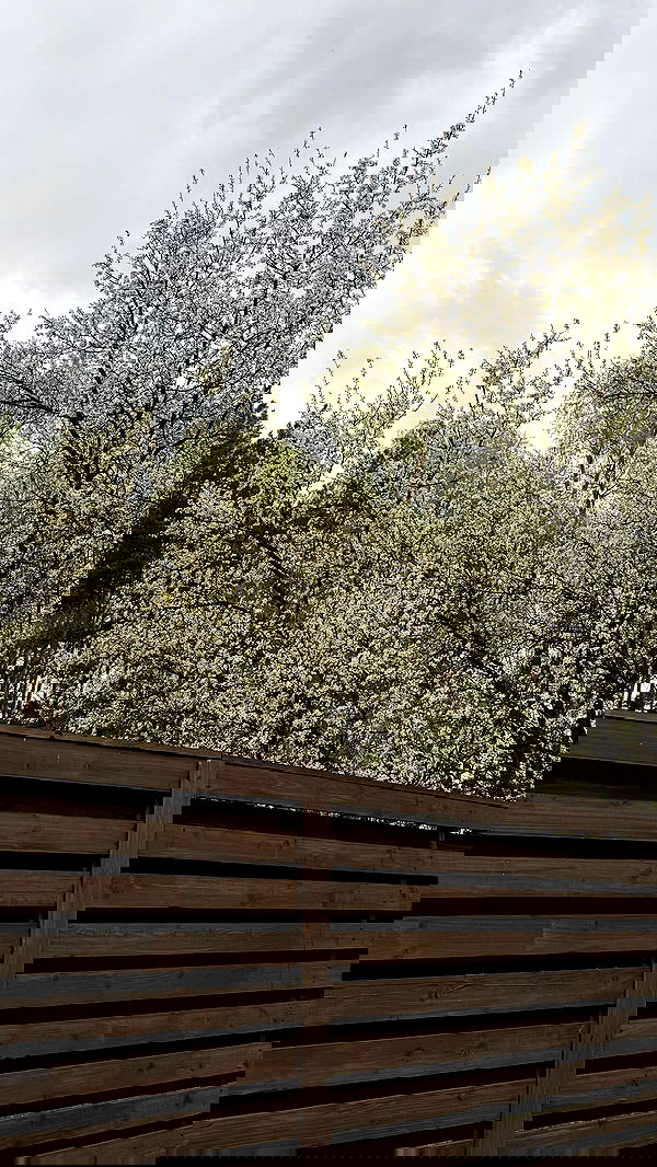 nyityam nyityam archive image