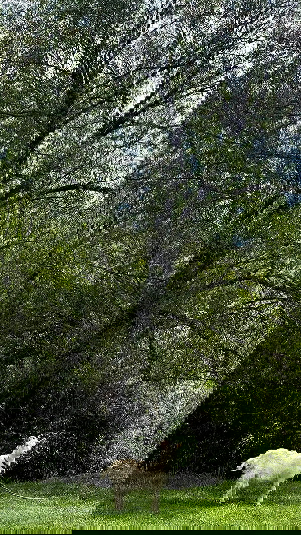 nyityam nyityam archive image