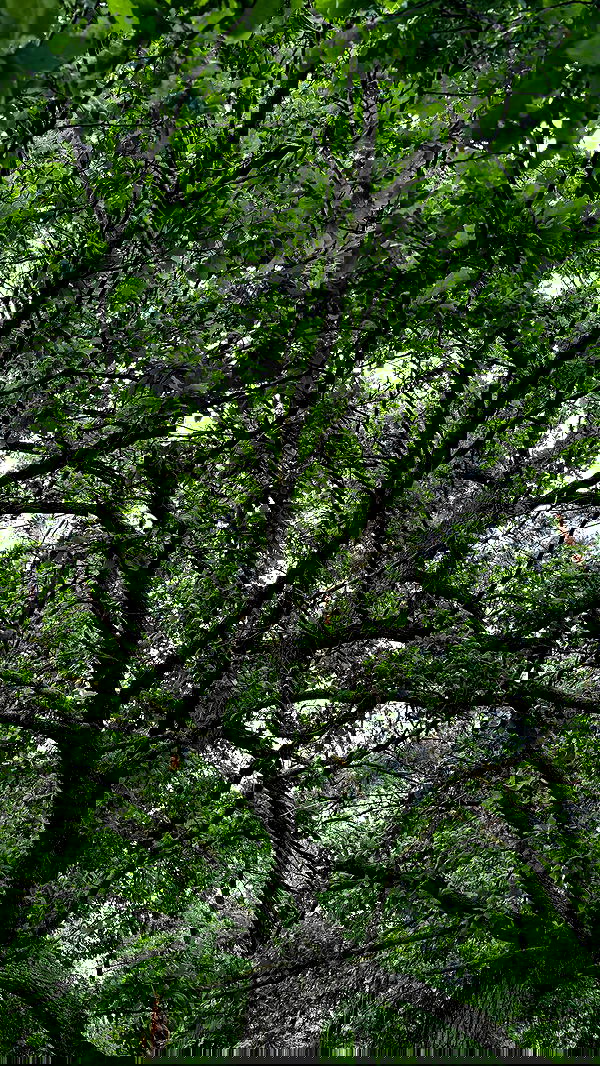 nyityam nyityam archive image