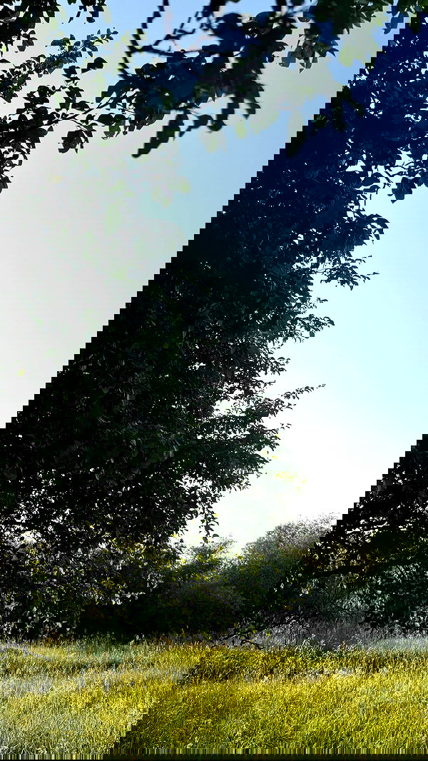 nyityam nyityam archive image