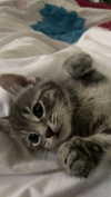 nylthria Altpins Profile Picture