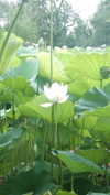 ochya0 Altpins Profile Picture