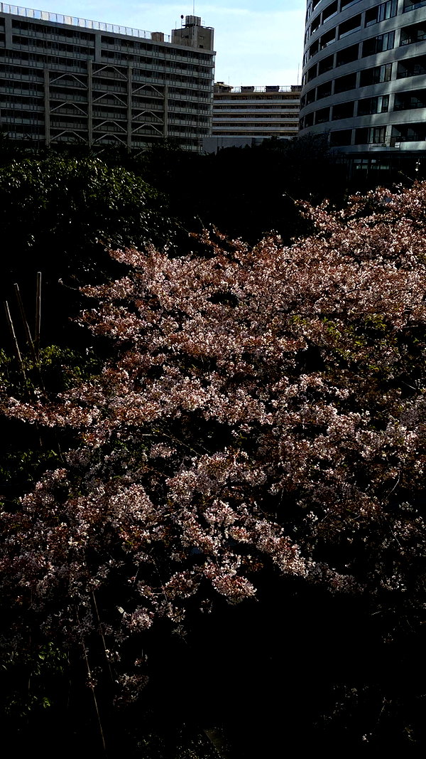 ogphos ogphos archive image