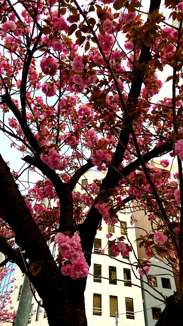 ogphos ogphos archive image