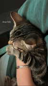 ogphos Altpins Profile Picture